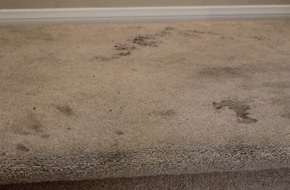 Pet Stain Removal